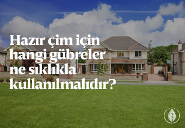 Hazır çim için hangi gübreler, ne sıklıkla kullanılmalıdır?